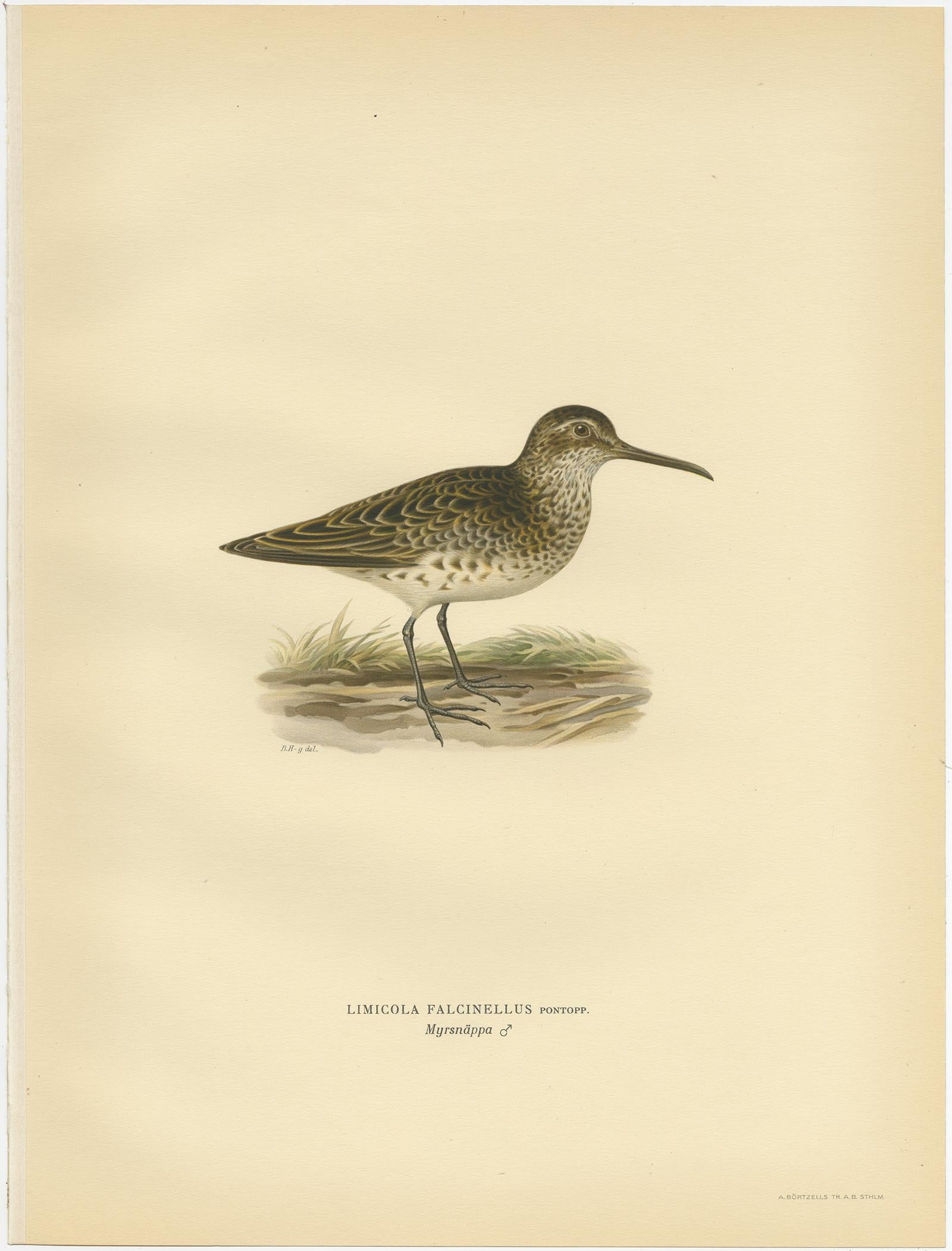 Gravure ancienne d'oiseau intitulée 'Limicola Falcinellus'. Ancienne gravure d'oiseau représentant le Bécasseau à bec large. (Homme). Cette gravure provient de 