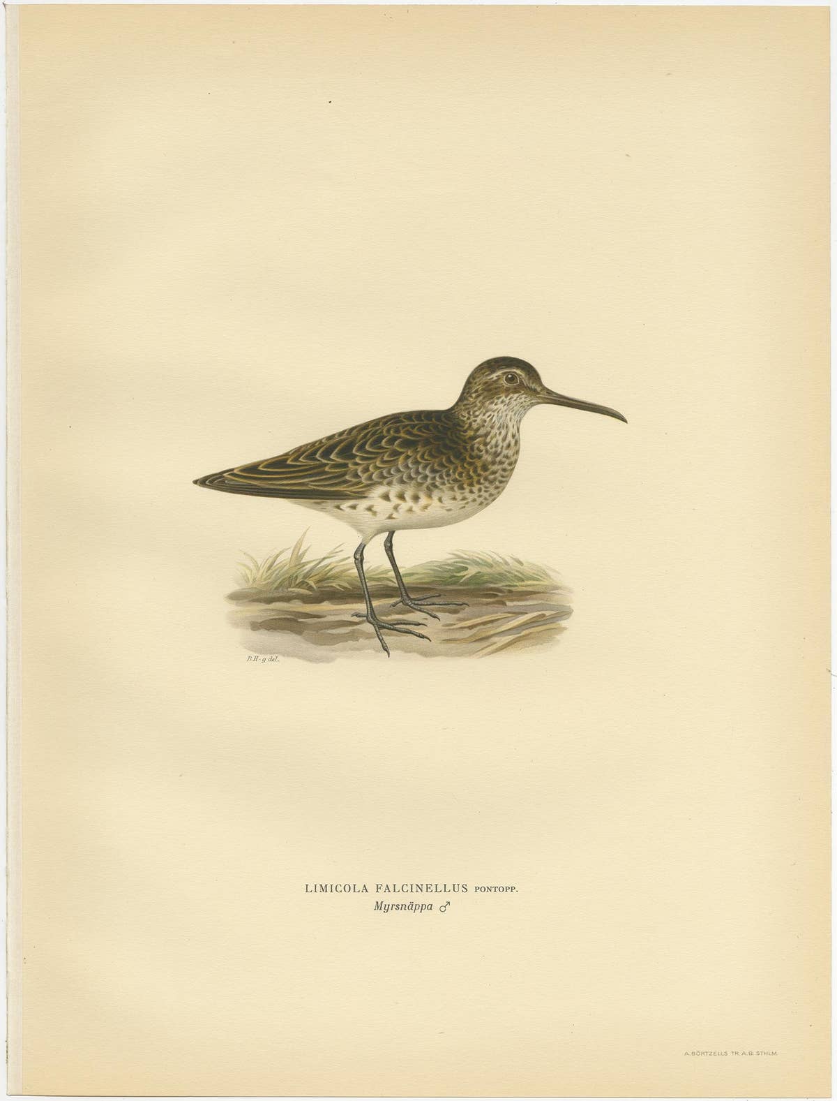Antique Bird Print of the Broad-Billed Sandpiper, 'Male' by Von Wright '1929'