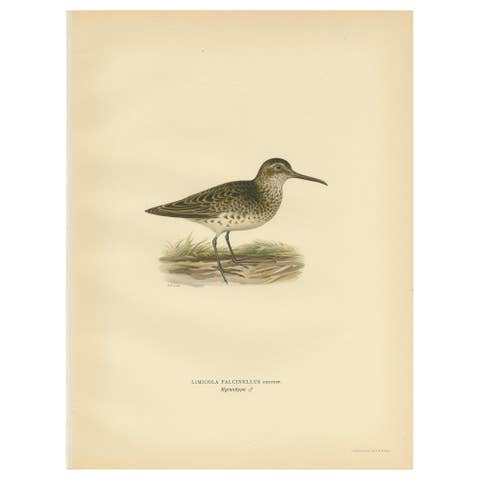 Antique Bird Print of the Broad-Billed Sandpiper, 'Male' by Von Wright '1929'