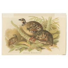 Antique Bird Print of the Brown-Breasted Hill Partridge by Hume & Marshall, 1879