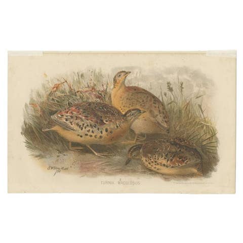 Antique Bird Print of the Burmo-Malayan Button Quail by Hume & Marshall, 1879