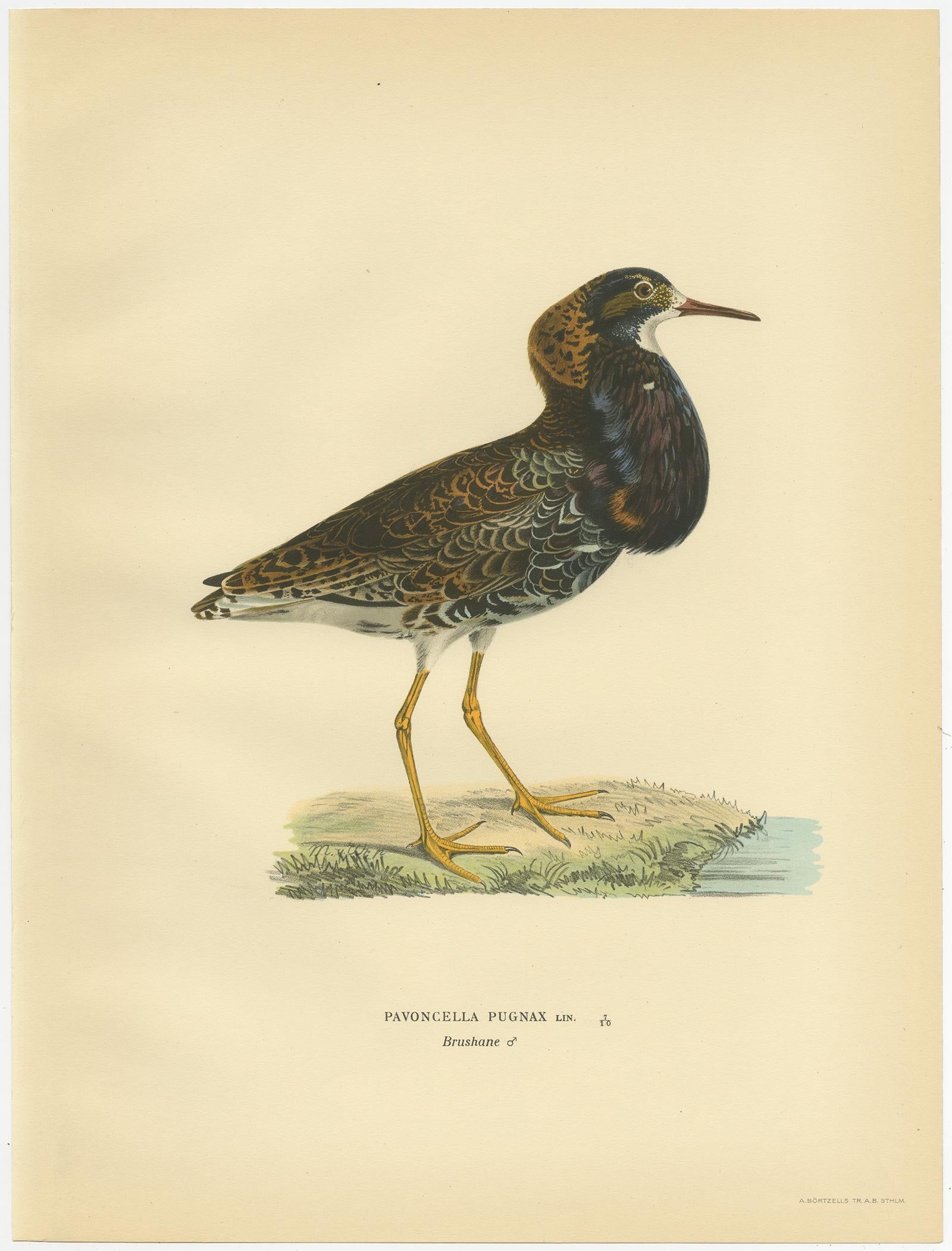 Antique Bird Print of the Calidris Pugnax by Von Wright, 1929 In Good Condition For Sale In Langweer, NL