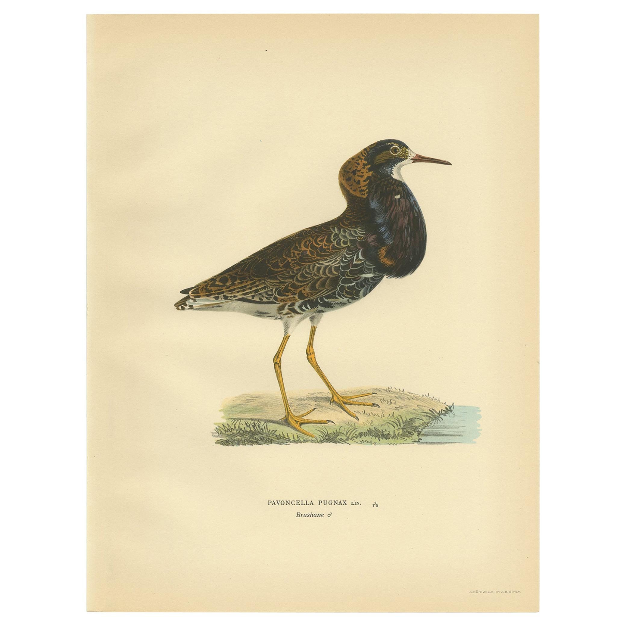 Antique Bird Print of the Calidris Pugnax by Von Wright, 1929 For Sale