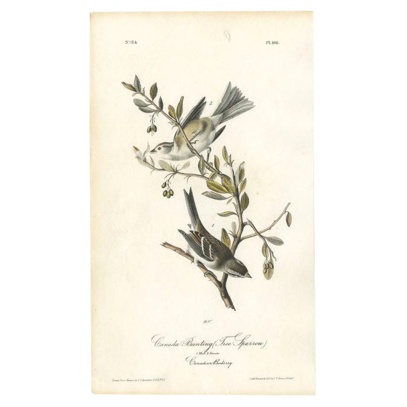 Impression ancienne d'oiseaux du Canada montrant par Audubon, vers 1840 en vente