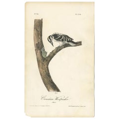 Impression oiseau ancienne du cordonnier canadien par Audubon, vers 1840
