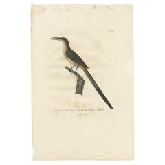 Antique Bird Print of the Cape Sugarbird by Levaillant, c.1810