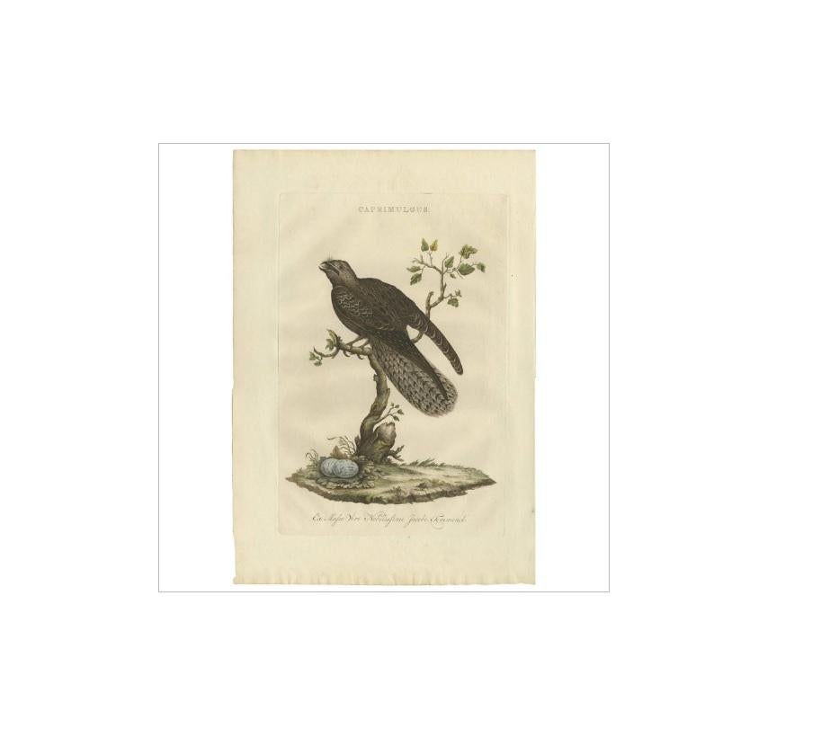 Antique print titled 'Caprimulgus'. Caprimulgus is a large and very widespread genus of nightjars, medium-sized nocturnal birds with long pointed wings, short legs and short bills. Caprimulgus is derived from the Latin capra, 