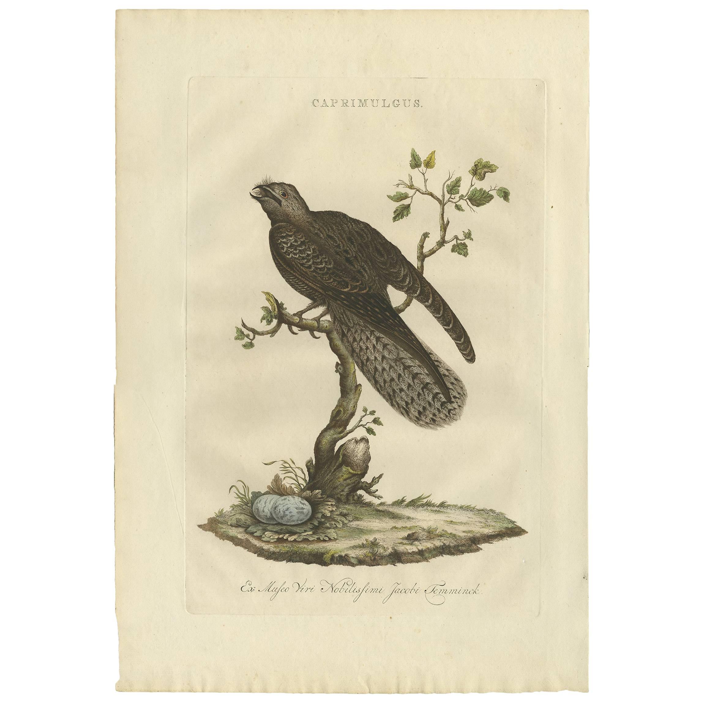 Antiker antiker Vogeldruck des Caprimulgus von Sepp & Nozeman, 1770
