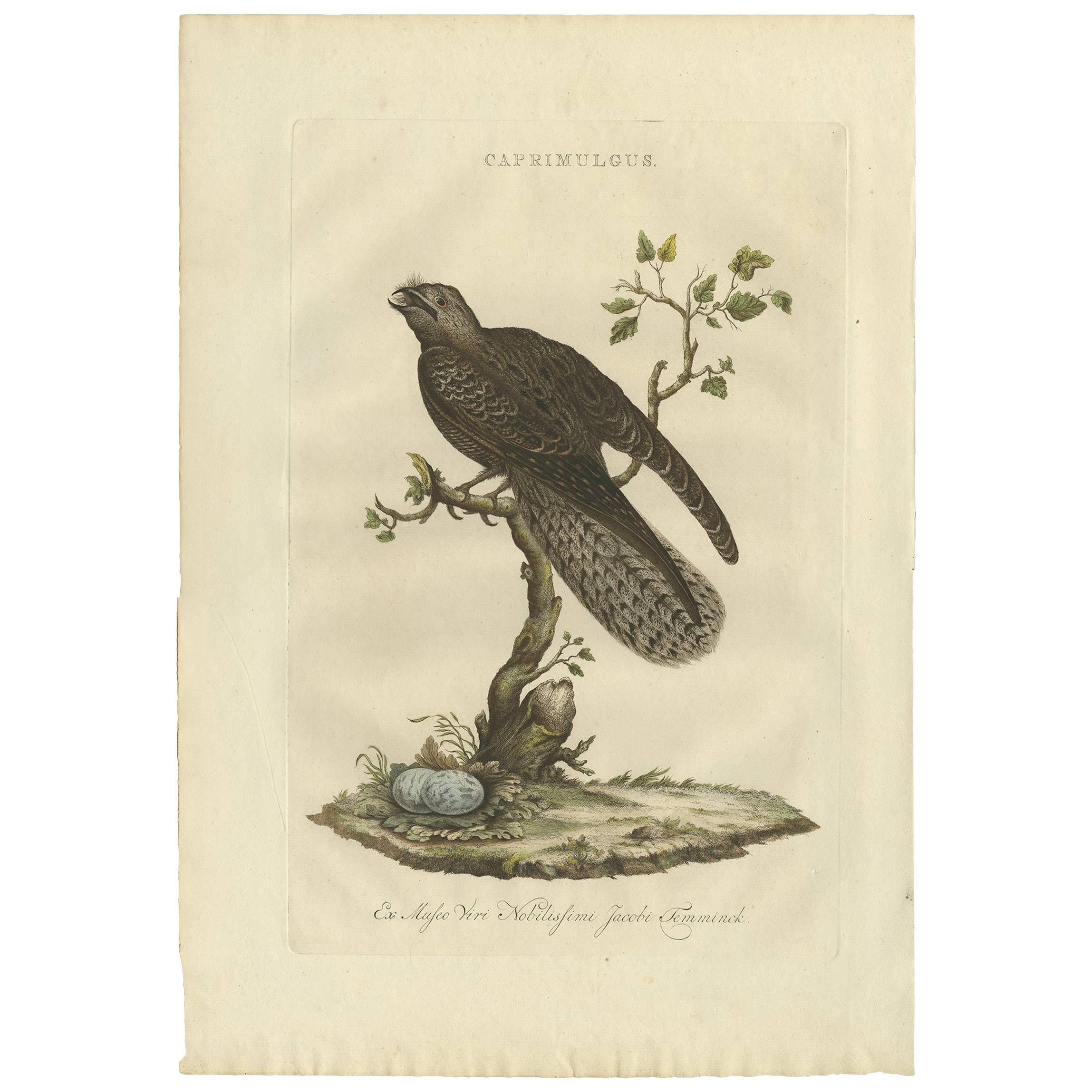 Stampa antica di uccelli del Caprimulgus di Sepp & Nozeman, 1770