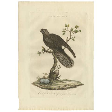 Antique Bird Print – Common Nightjar Caprimulgus by Nozeman & Sepp, 1770