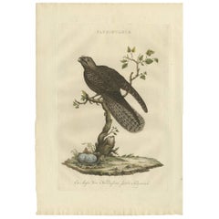 Impression ancienne d'oiseau Caprimulgus par Sepp & Nozeman, 1770