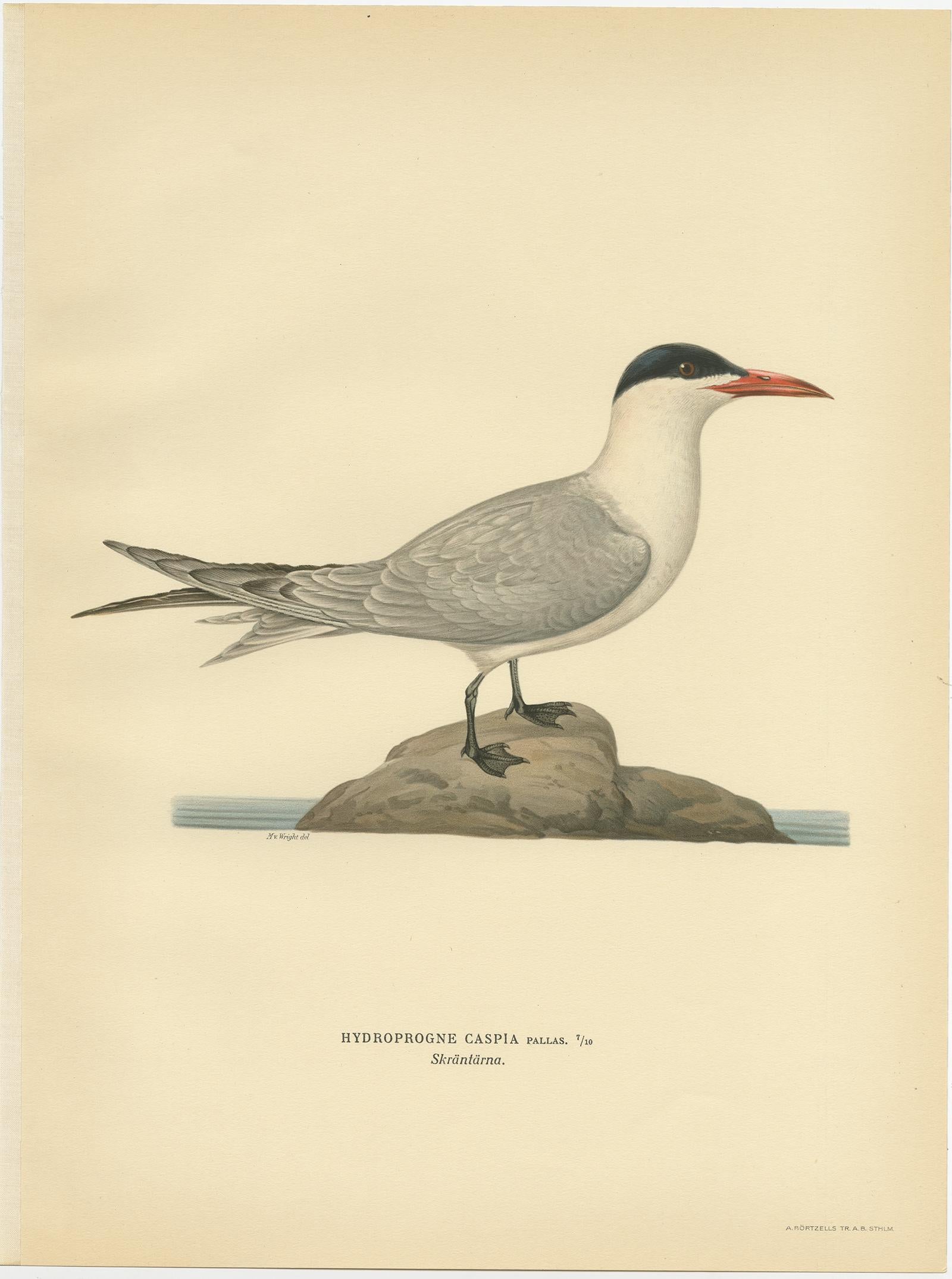 Antique bird print titled 'Hydroprogne Caspia'. Old bird print depicting the Caspian Tern. This print originates from 'Svenska Foglar Efter Naturen Och Pa Stenritade' by Magnus von Wright.