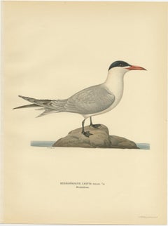Antique Bird Print of the Caspian Tern by Von Wright, 1929