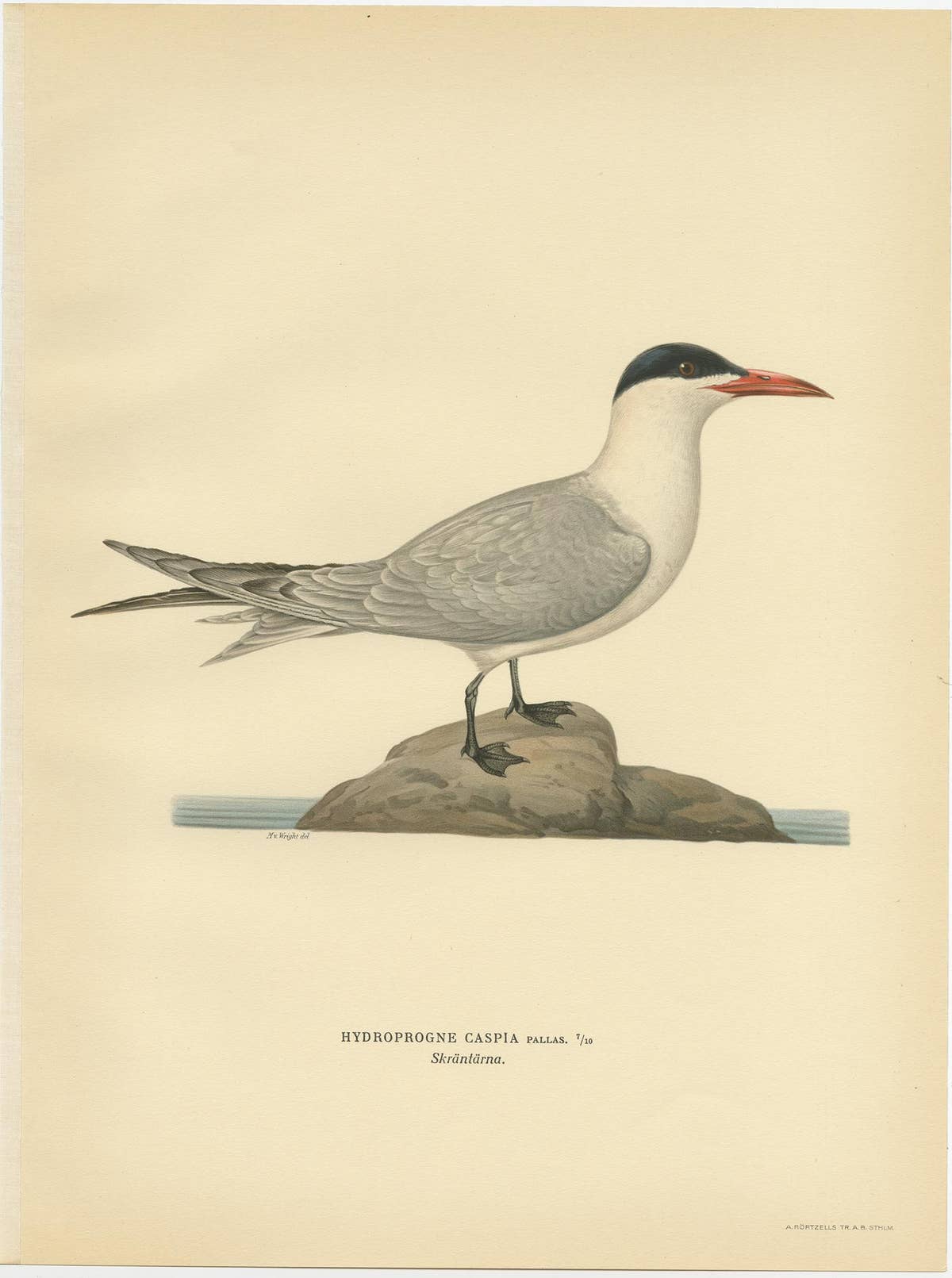 Antique Bird Print of the Caspian Tern by Von Wright, 1929