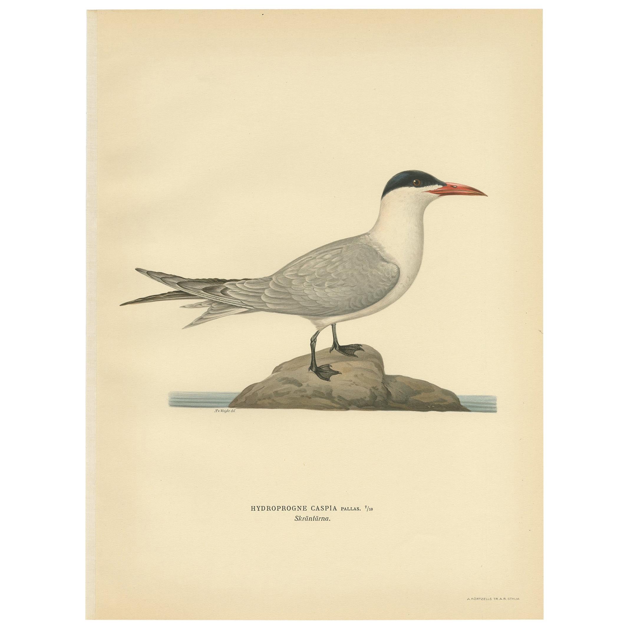 Antique Bird Print of the Caspian Tern by Von Wright, 1929 For Sale