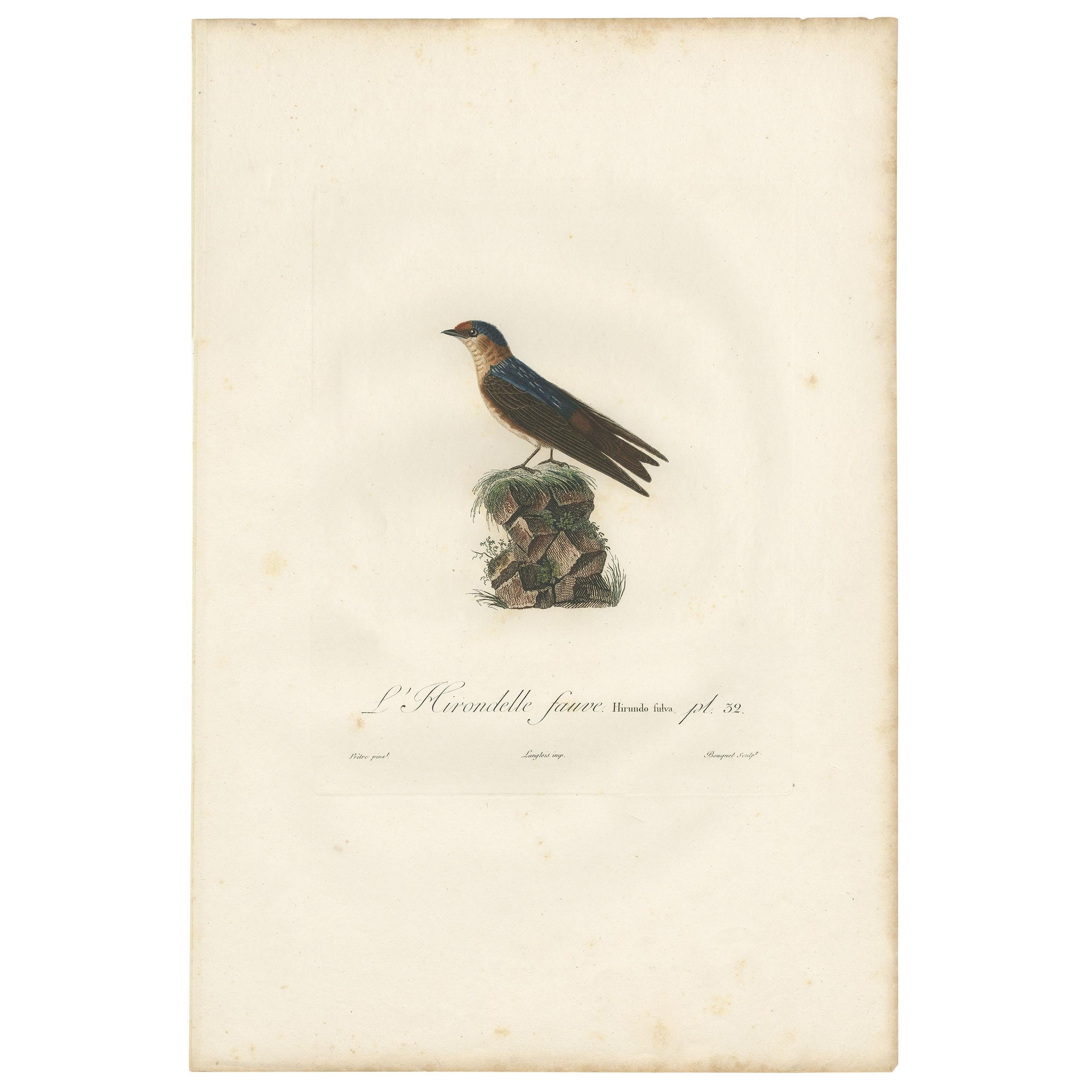 Antique Bird Print of the Cave Swallow by Vieillot, '1807' For Sale