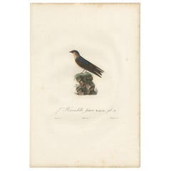 Impression ancienne d'oiseau du Cave Swallow par Vieillot, '1807'