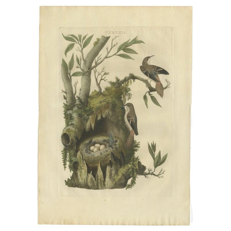 Antique Bird Print of the Certhia by Sepp & Nozeman, 1770 For Sale