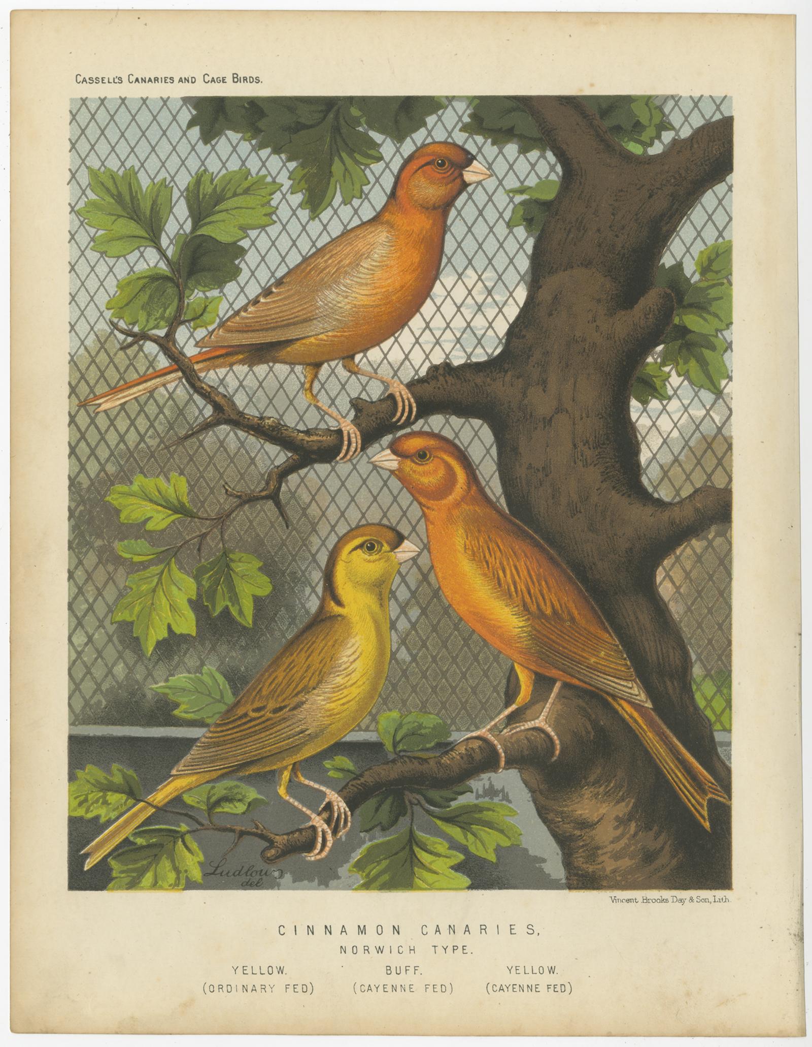 Antique bird print titled 'Cinnamon Canaries Norwich Type 1. Yellow (Ordinary Fed), 2. Buff (Cayene Fed) 3. Yellow (Cayenne Fed)' Old bird print depicting the Yellow (Ordinary Fed), Buff (Cayene Fed) and Yellow (Cayenne Fed). This print originates