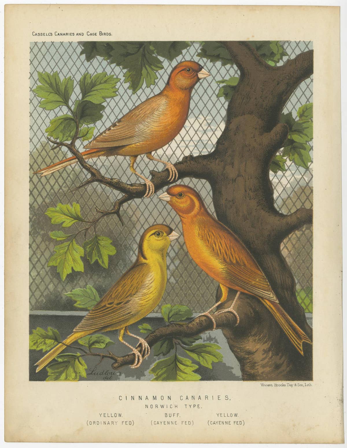 Antique Bird Print of the Cinnamon Canaries Norwic, Yellow Ordinary and Others