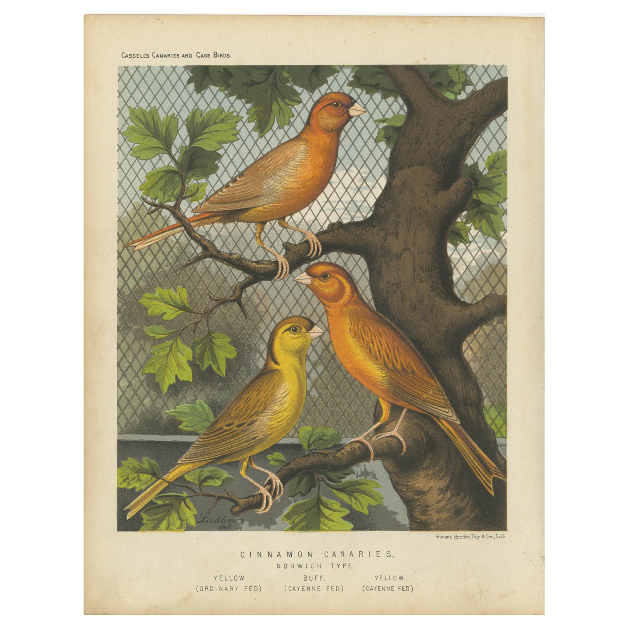 Impression ancienne d'oiseaux des Canaries du Cinnamon Norwic, Yellow Ordinary et autres