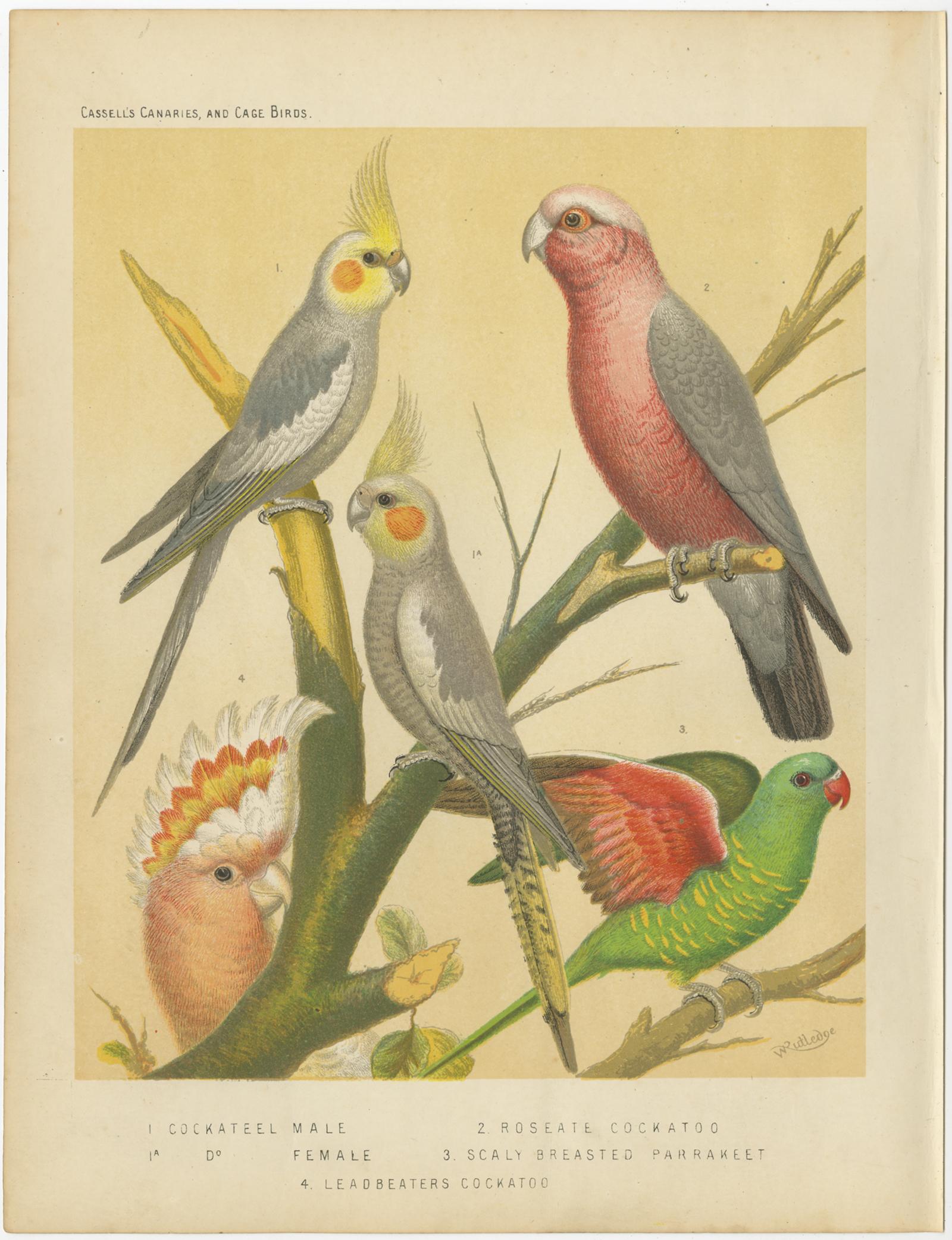 Antique bird print titled '1. Cockateel Male 2. Roseatte Cockatoo 3. Scaly Breasted Parrakeet 4. Leadbeaters Cockatoo' Old bird print depicting the Cockateel Male, Roseatte Cockatoo, Scaly Breasted Parrakeet, Major Mitchell's cockatoo. This prints