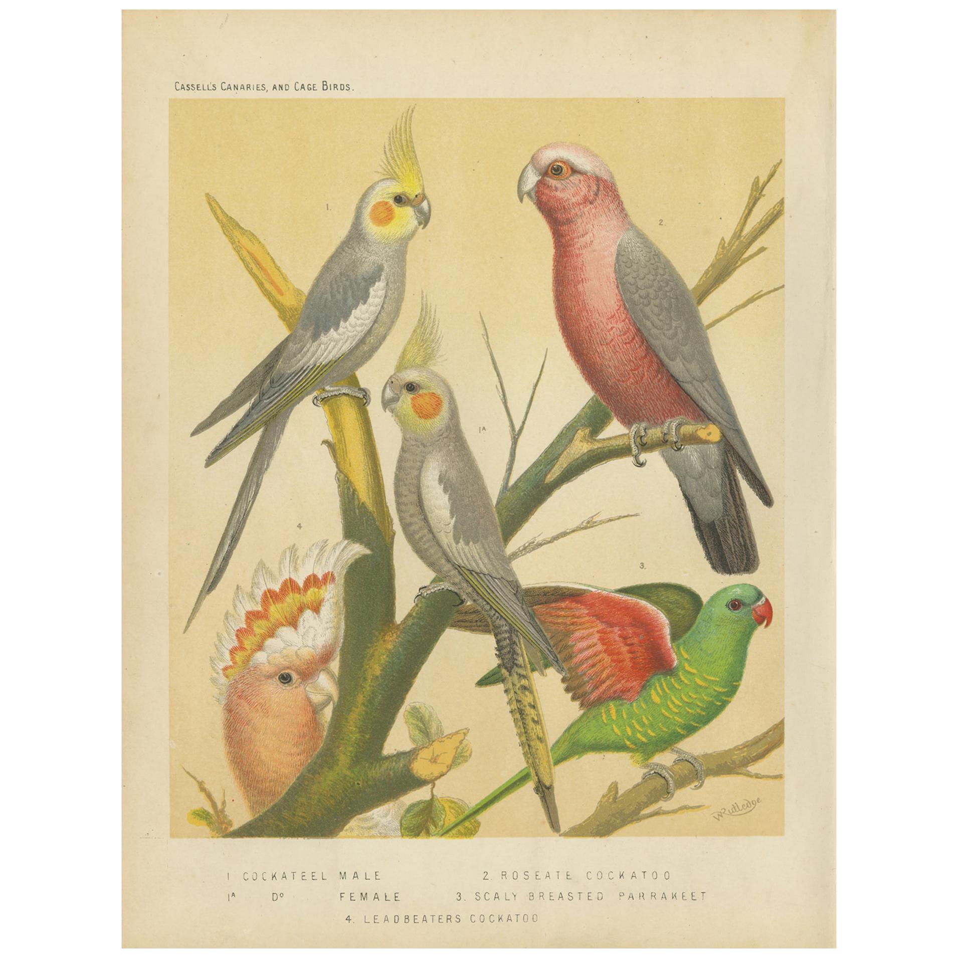 Impression ancienne d'oiseau du Cockateel Male, Roseatte Cockatoo et autres en vente