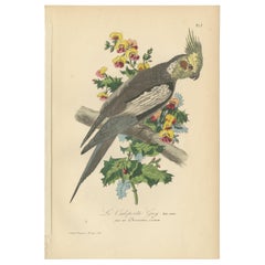 Impression ancienne d'oiseau du Cockatiel '1853'