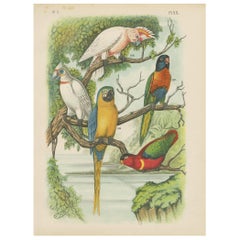 Impression oiseau ancienne du Cockatoo, Lory et Maccaw, Blue-Mountain (1886)