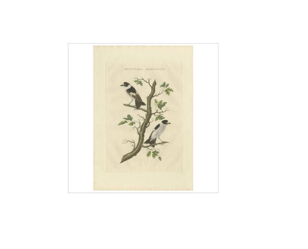Antique print titled 'Muscicapa Albicollis'. The collared flycatcher (Ficedula albicollis) is a small passerine bird in the Old World flycatcher family, one of the four species of Western Palearctic black-and-white flycatchers. It breeds in