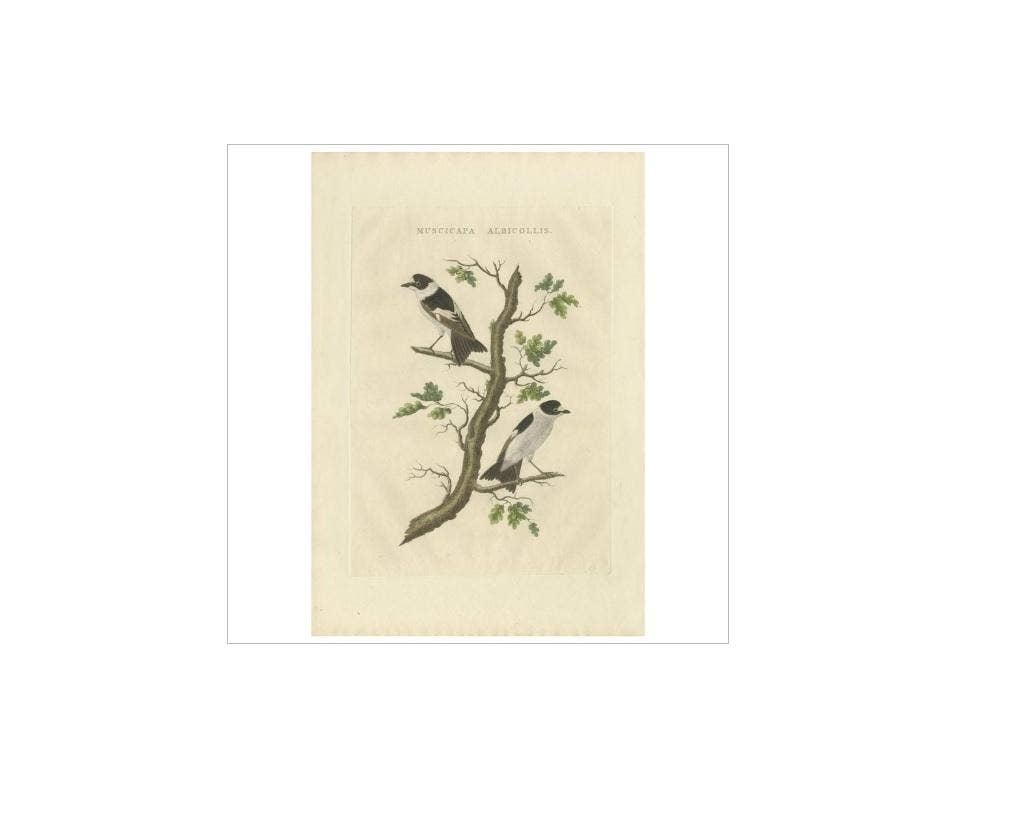 Antique Bird Print of the Collared Flycatcher by Sepp & Nozeman, 1829