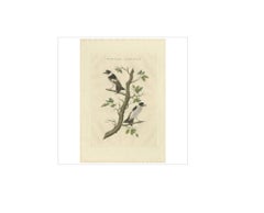 Antique Bird Print of the Collared Flycatcher by Sepp & Nozeman, 1829