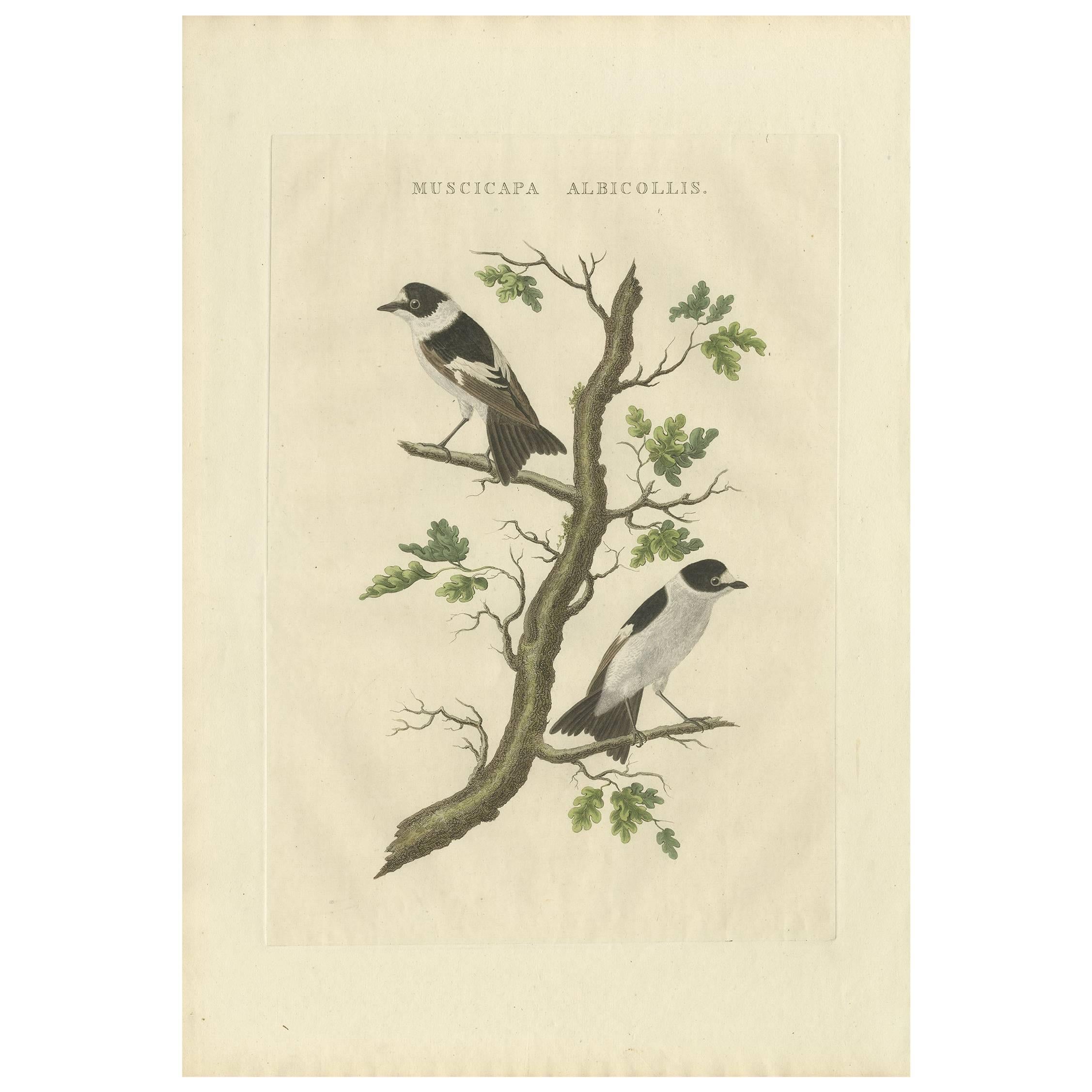 Antiker antiker Vogeldruck des mit Kragen besetzten Flycatchers von Sepp & Nozeman, 1829
