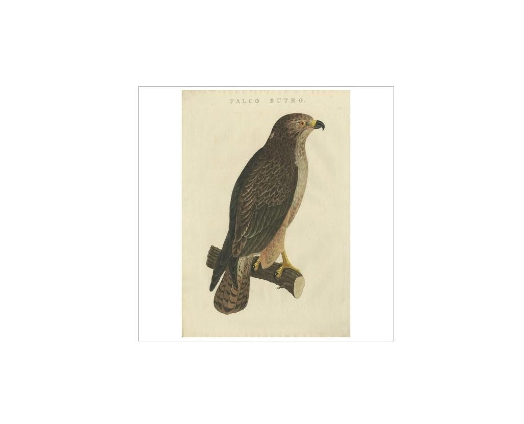 Antique print titled 'Falco Buteo'. The common buzzard (Buteo buteo) is a medium-to-large bird of prey whose range covers most of Europe and extends into Asia. Over much of its range, it is resident year-round, but birds from the colder parts of the
