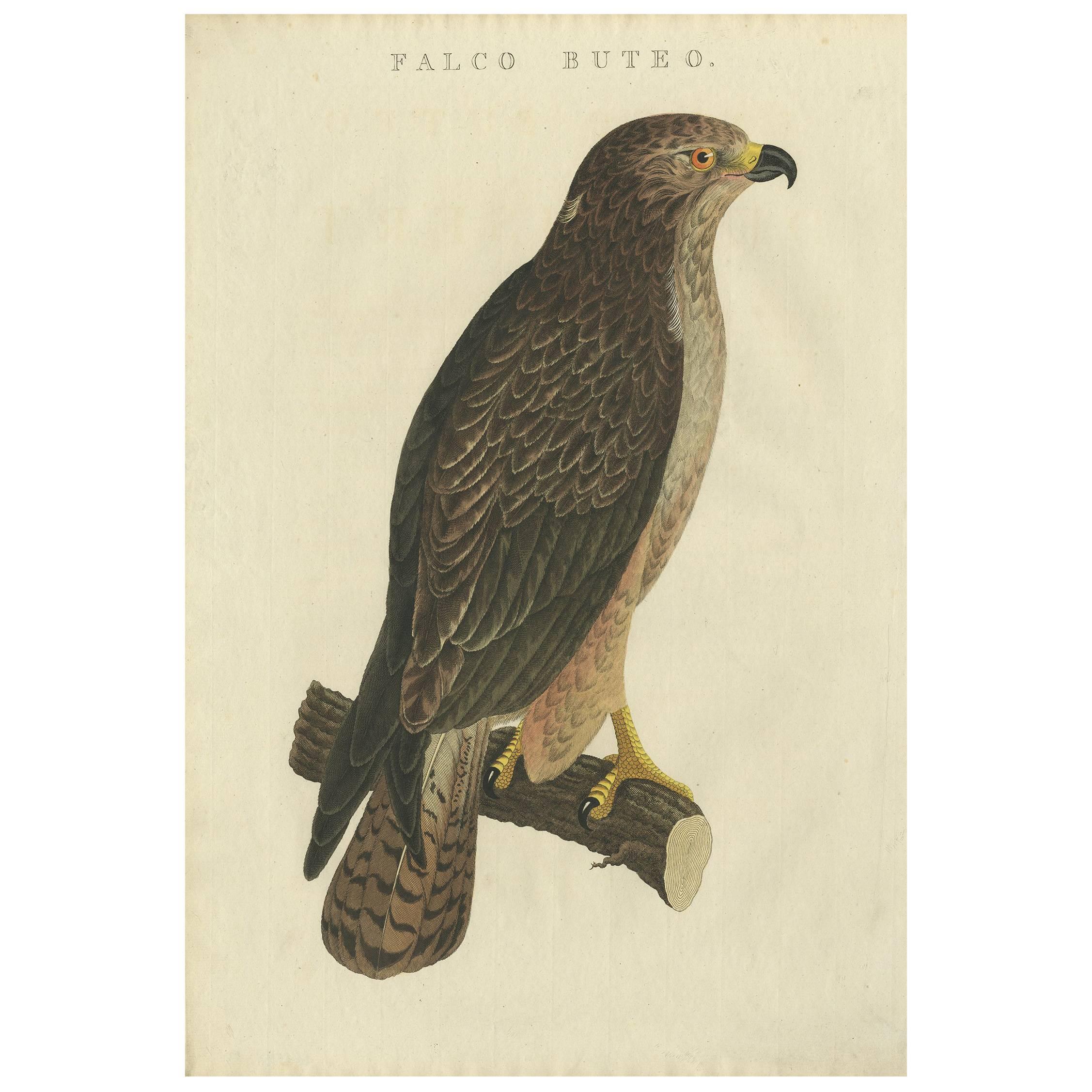 Impression ancienne d'oiseau du buzzard commun par Sepp & Nozeman, 1829