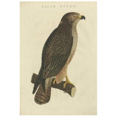 Grabado antiguo de aves del ratonero común por Sepp & Nozeman, 1829