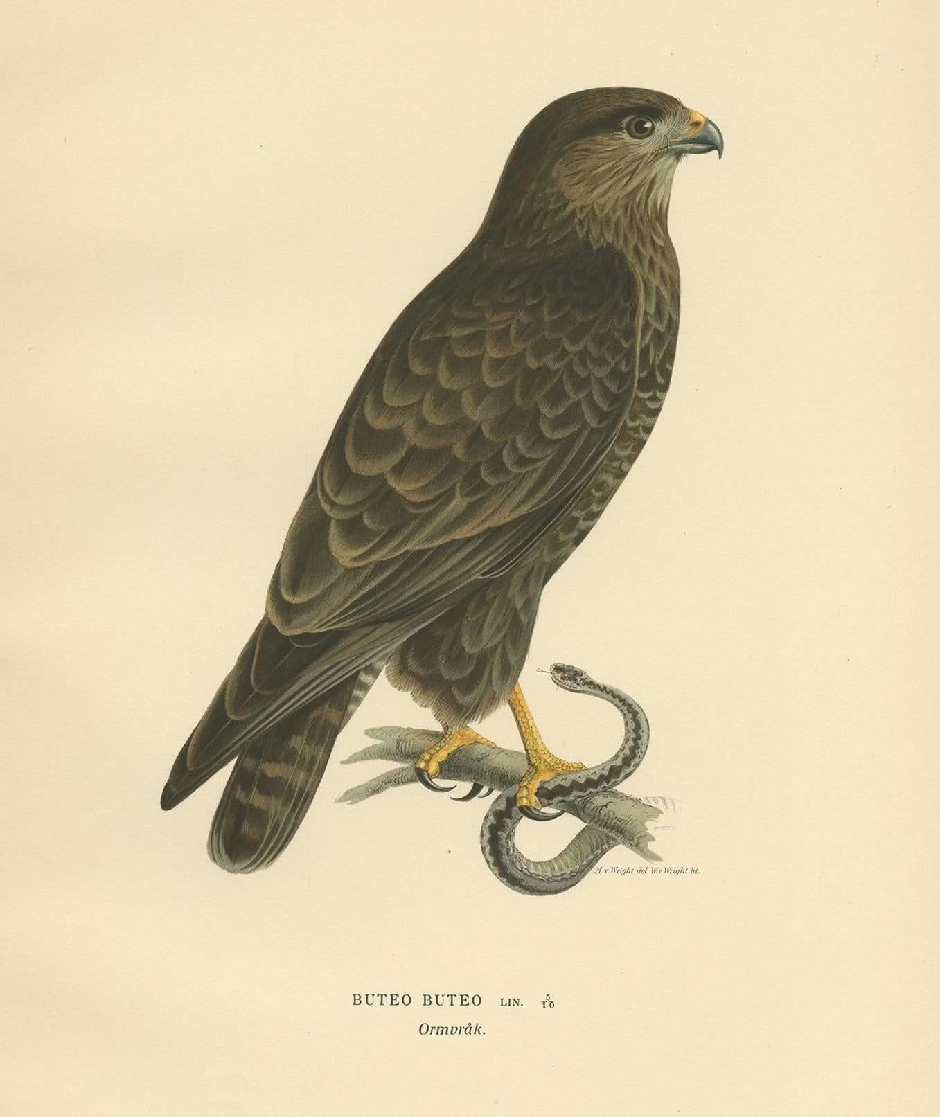 Impression oiseau ancienne du Buzzard commun par Von Wright, '1929' Bon état - En vente à Langweer, NL