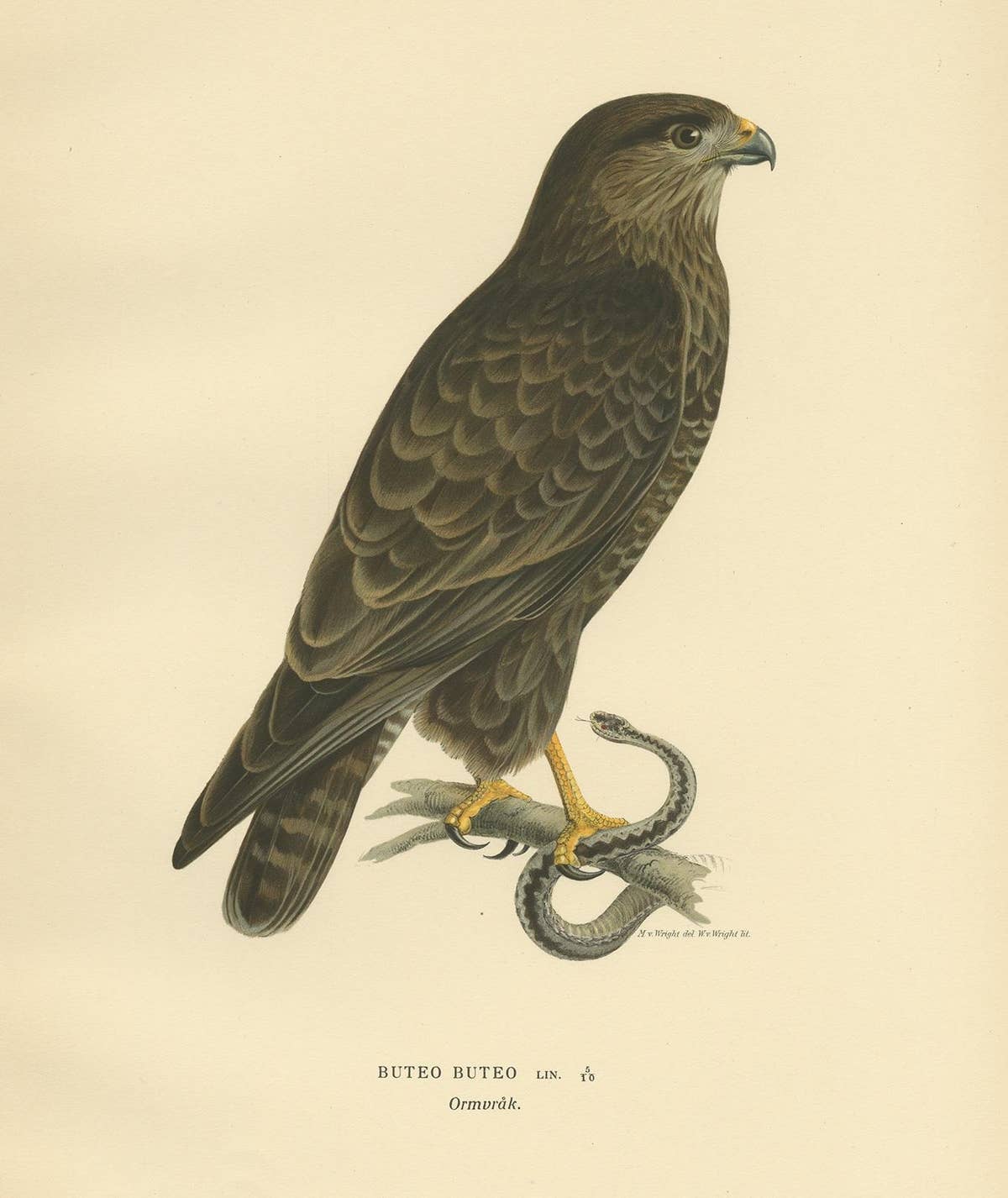 Antique Bird Print of the Common Buzzard by Von Wright, '1929'
