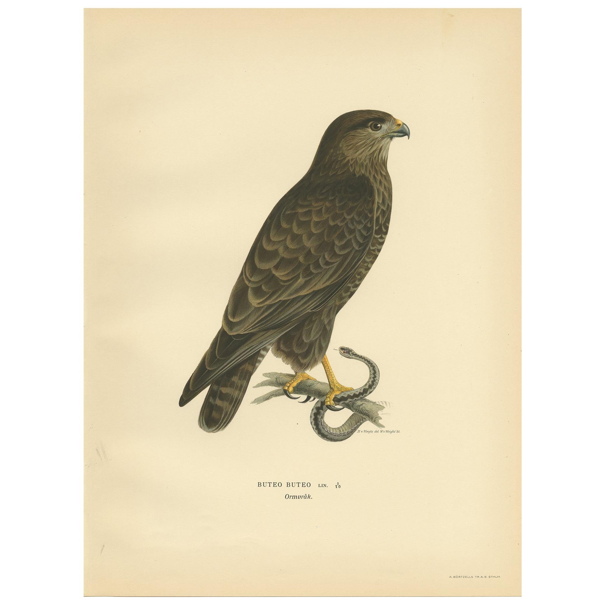 Antique Bird Print of the Common Buzzard by Von Wright, '1929' For Sale
