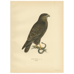 Impression oiseau ancienne du Buzzard commun par Von Wright, '1929'