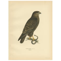 Grabado antiguo de aves del ratonero común por Von Wright, '1929'
