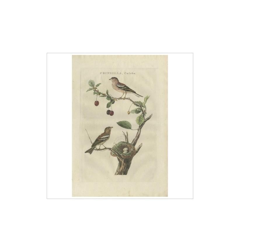 Antique print titled 'Fringilla, Coelebs'. The common chaffinch (Fringilla coelebs), usually known simply as the chaffinch, is a common and widespread small passerine bird in the finch family. The male is brightly coloured with a blue-grey cap and