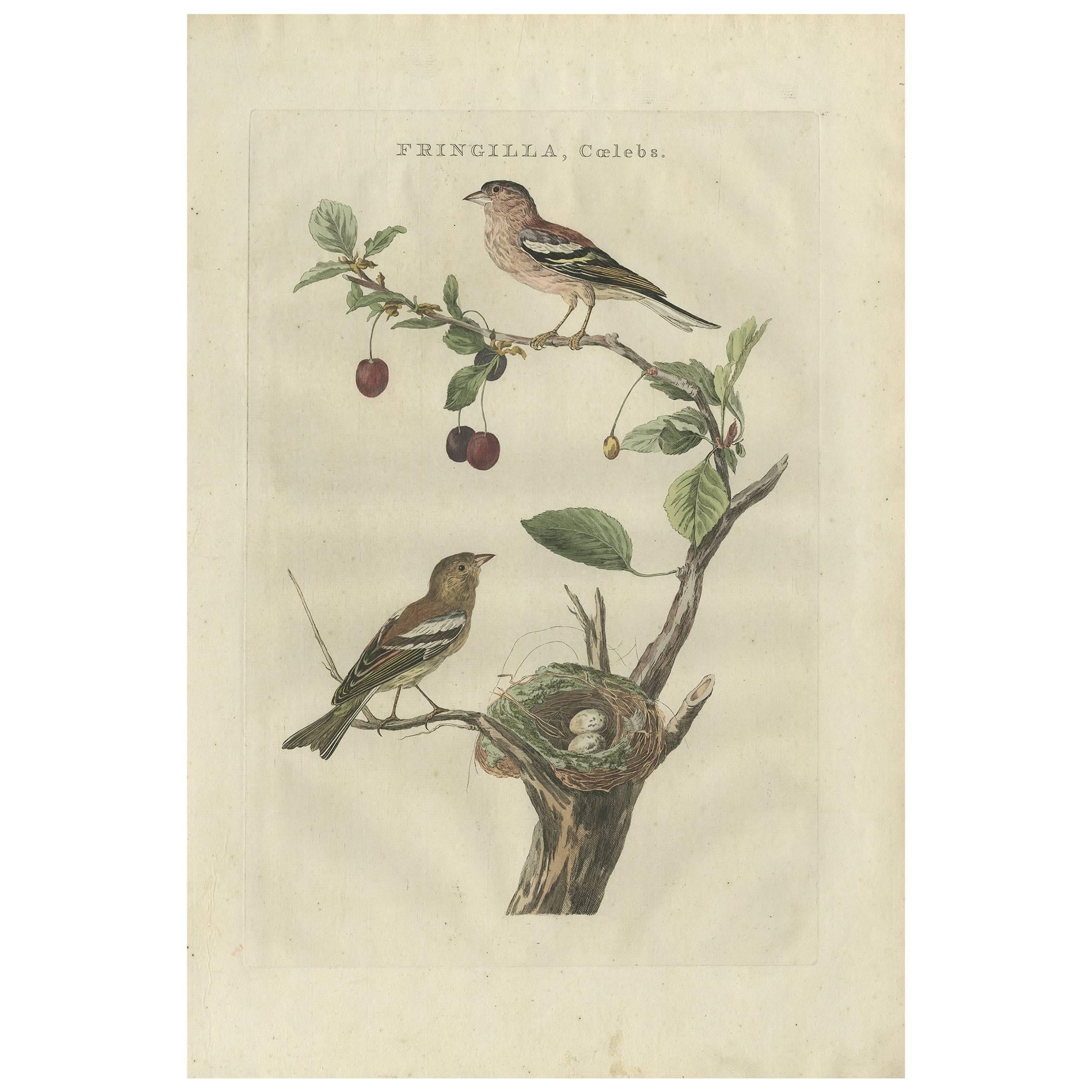 Impression oiseau antique colorée à la main du Chaffinch Common par Sepp & Nozeman, 1789