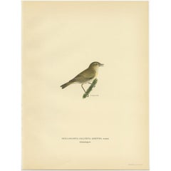 Antique Bird Print of the Common Chiffchaff by Von Wright, 1927