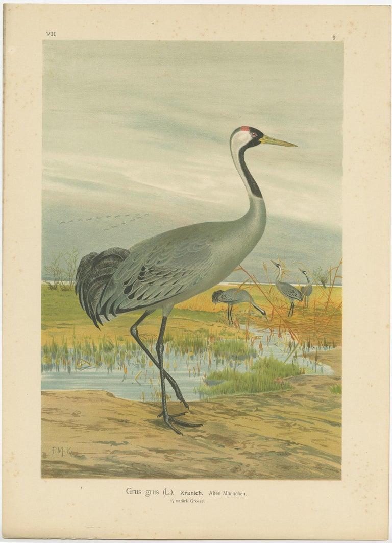 Antique bird print titled 'Grus Grus -Kranich'. Chromolithograph of the Common Crane. This print originates from J.A. Naumann's 'Naturgeschichte der Vögel Mitteleuropas', published, circa 1895.