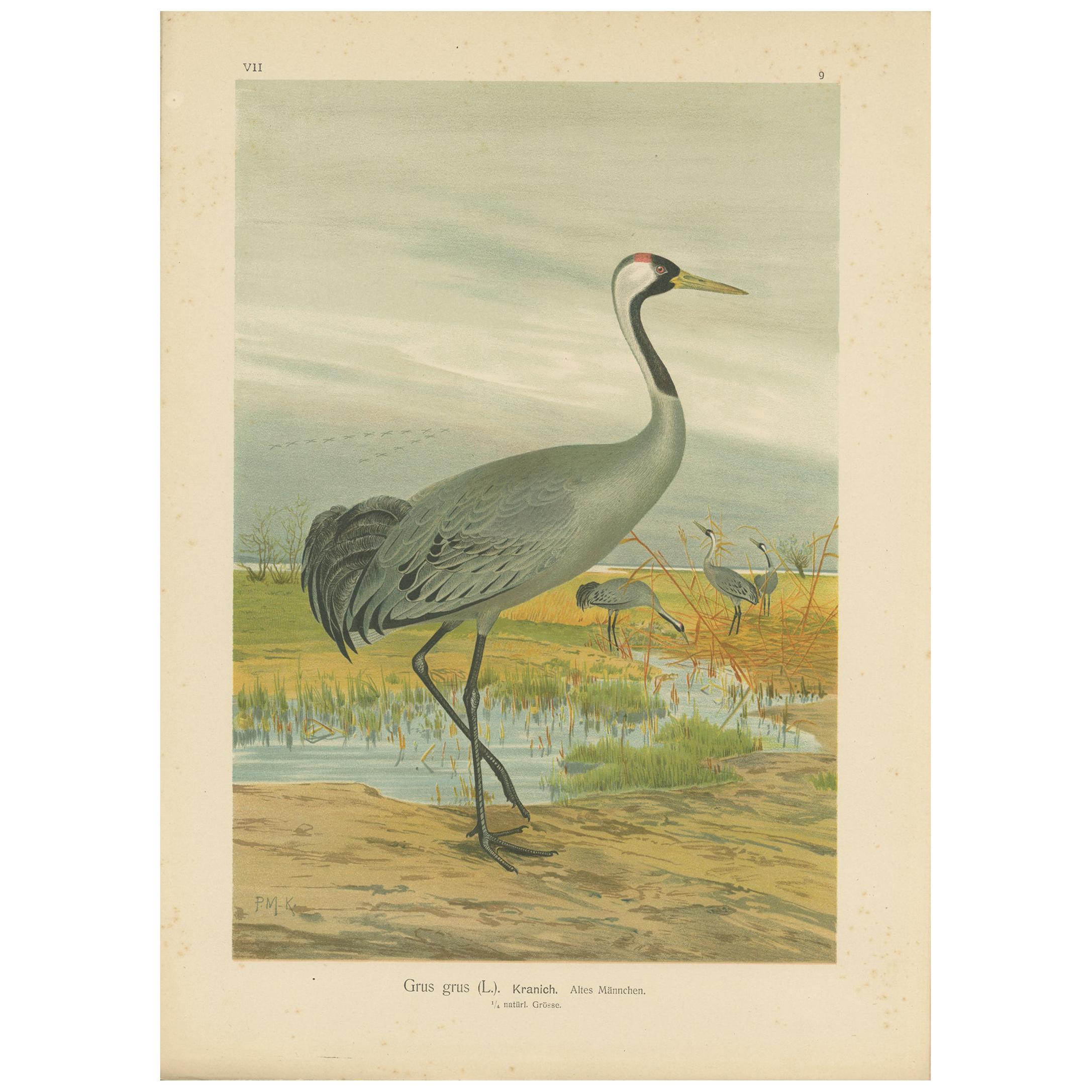 Impression ancienne d'oiseau de la grue commune par Naumann, datant d'environ 1895