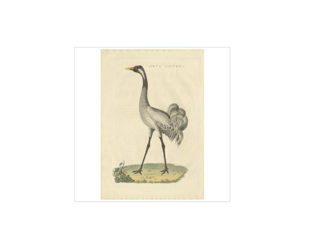 Antique print titled 'Grus Cinerea'. The common crane (Grus grus), also known as the Eurasian crane, is a bird of the family Gruidae, the cranes.

This print originates from 'Nederlandsche Vogelen; volgens hunne huisdouding, aert, en eigenschappen