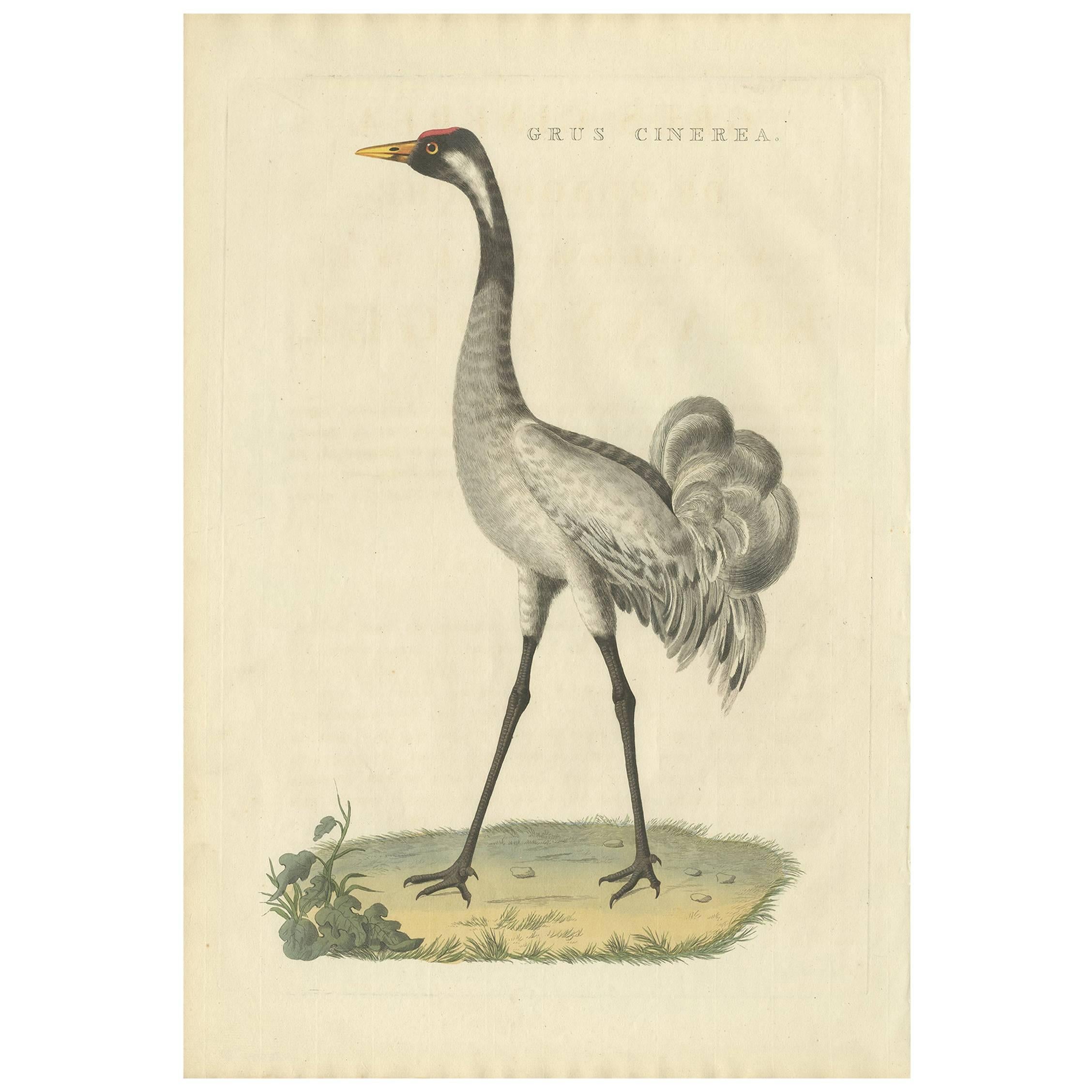Antique Bird Print of the Common Crane by Sepp & Nozeman, 1829 For Sale
