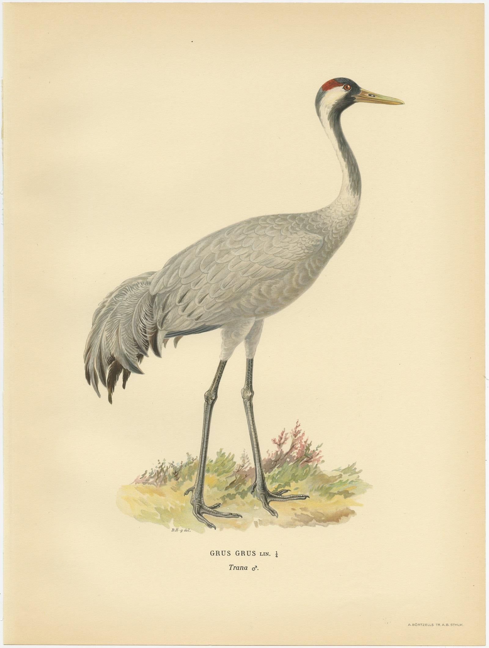 Antique bird print titled 'Grus Grus'. Old bird print depicting the Common Crane (Male). This print originates from 'Svenska Foglar Efter Naturen Och Pa Stenritade' by Magnus von Wright.