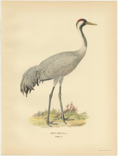 Antique Bird Print of the Common Crane 'Male' by Von Wright, 1929